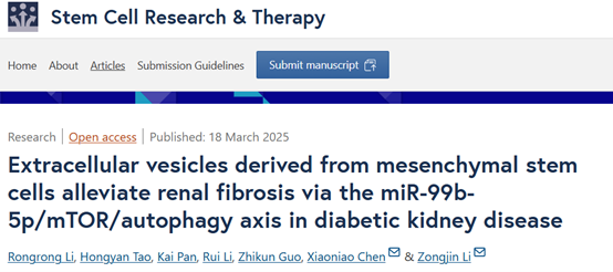Stem Cell Res Ther｜南开大学李宗金/中国人民解放军总医院陈小鸟：MSC-EVs通过调控自噬缓解糖尿病肾纤维化