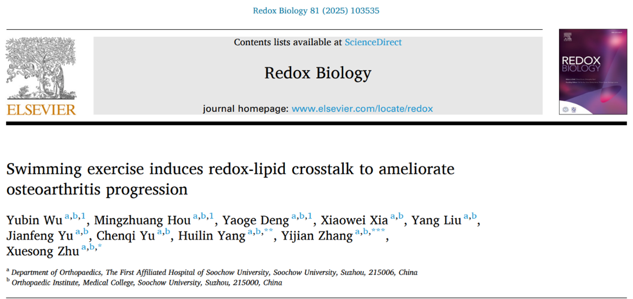 Redox Biol│苏州大学附属第一医院朱雪松/张一健/杨惠林：工程化外泌体用于靶向软骨递送SOD3以模拟运动疗法改善骨关节炎